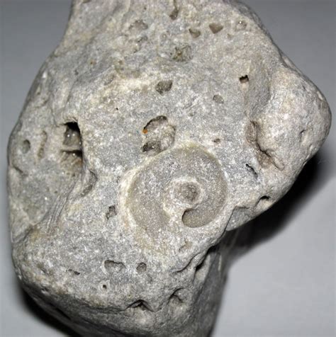 Fossiliferous dolostone - Coquina Limestone Oolitic Limestone Fossiliferous Limestone Dolostone. Organic Sedimentary Rocks. Peat Coal. Breccia. Clastic Gravel Composed of Rock Fragments ...